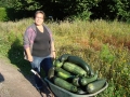 h- 90 Courgettes oogsten uit de moestuin.jpg 